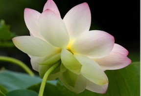 Lotus FLower